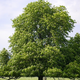 A horse chestnut tree